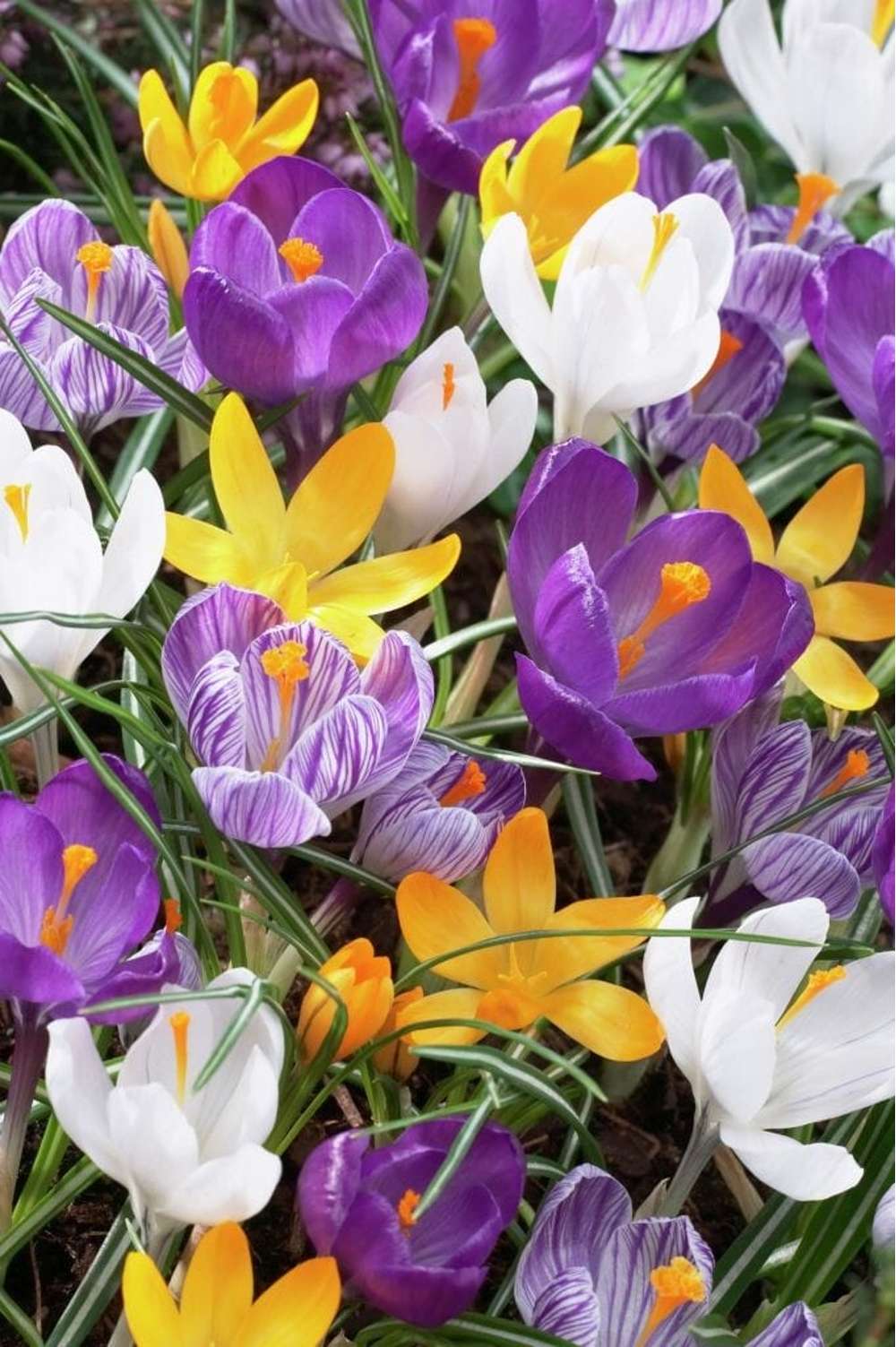 'Favorites' krokusblandning